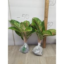 Aglaonema A-21 Boxing
