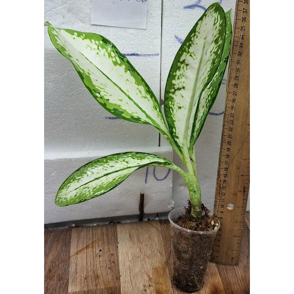 Диффенбахия Делила / Dieffenbachia delilah (S)