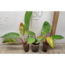 Филодендрон Принц оранжевого / Philodendron Prince Of Orange