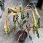 Codiaeum Yahd Petch