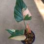 Homalomena aromatica Spreng Schott