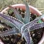 Dyckia Arizona Ice(F2).