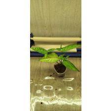 Syngonium Angustatum s 