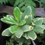 Pittosporum tobira (yellow margin)