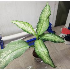Dieffenbachia P-20 Udomsab стакан