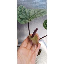 Anthurium Siri (radicans x dressleri) 