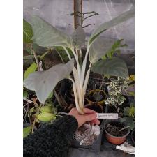 Aglaonema Ik Kew Sung 16
