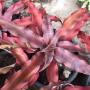 Cryptanthus Soerries