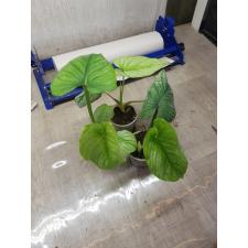 Philodendron mamei x sib pot