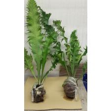 Polypodium ‘Boyton Beach’ x Microsorum sp.(T03) Africa 273