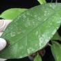 Hoya sp.816 Perak               816