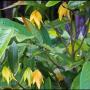 Desmos cochinchinensis (yellow).
