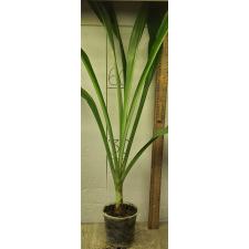 Кринус гигантеум / crinum giganteum