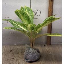 Aglaonema Rayong Gold