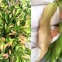 Ficus sp.(T47) (wavy and pink leaf)