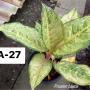 Aglaonema  Frozen black  A-27