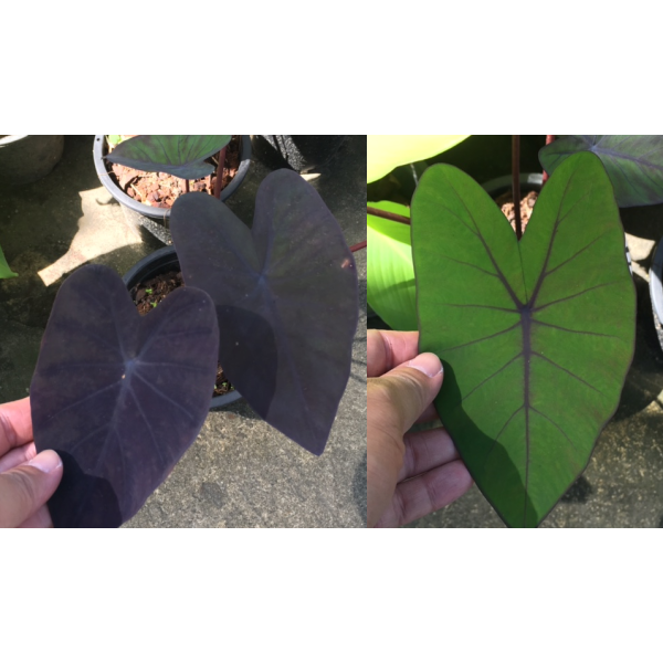 Colocasia esculenta 'Black Magic'