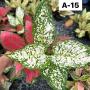 Aglaonema  Anyamanee- 2 tones ( red white) A-15