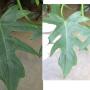 Philodendron sp.(T31)
