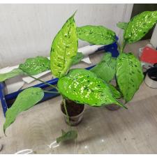 Dieffenbachia sp Tricolor стакан 800р