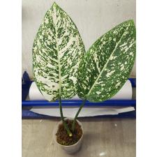 Aglaonema P-3 world heritage 2 leaves 