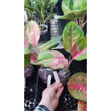 Aglaonema Chang Daeng (mutation)(No.2)
