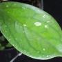 Hoya sp.585 (aff. clemensiorum)                 585