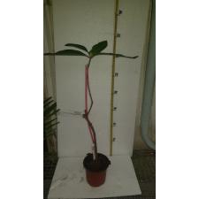 Syzygium samarangense 'Pride of Bangsaphan 623