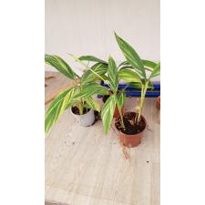 Alpinia zerumbet Variegata pot 850p