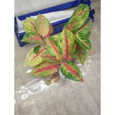 Aglaonema NEW6 Siam Diamond