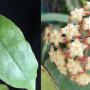 Hoya bicolor    869