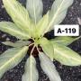 Aglaonema  Sirikanchana  A-119