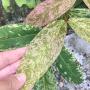 Syzygium sp. Marble (Indonesia).