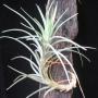 T. tenuifolia 255