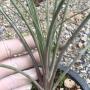 Puya sp.(T01)