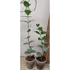 Карисса грандифлора / carissa grandiflora (S)