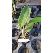 Блк. Чиа Лин 'Нью Сити' / Blc. Chia Lin 'New City'