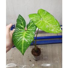 Syngonium podophyllum