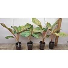 Aglaonema Sripayom A-126