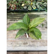 Anthurium variegated sp 2