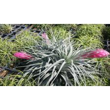 Tillandsia Cotton Candy