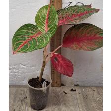 Аглаонема Амнат Джарен / Aglaonema Amnat Jaren A-18