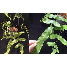 Гониофлебиум бородавчатый (плотные опушённые листья) / Goniophlebium verrucosum (dense hair leaf)