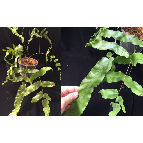 Гониофлебиум бородавчатый (плотные опушённые листья) / Goniophlebium verrucosum (dense hair leaf)