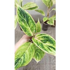 Aglaonema Green A-83