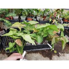 Syngonium Orm Sub (mutation) (No.2)654