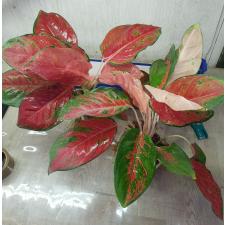 Aglaonema NEW23 Orange Velvet pot