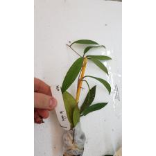 Hoya sp.479 (aff padangensis) silver spot 479 