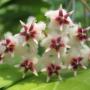 Hoya erythrostemma (flat leaf) Narathiwat Thailand              637
