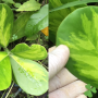 Clusia major (yellow center).
